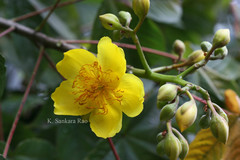 Cochlospermum religiosum